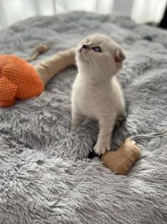  Scottish fold Kitten