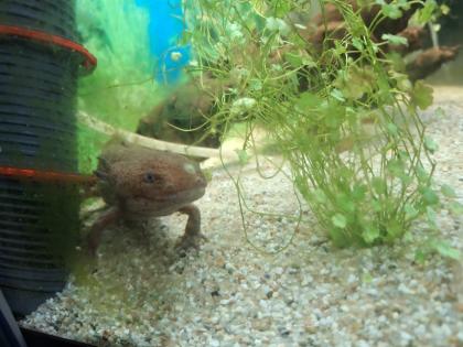 2 Männliche Axolotl!!!Dringend!!!