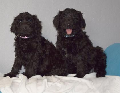 Zauberhafte Blackdoodle ( Goldendoodle) Welpen abzugeben