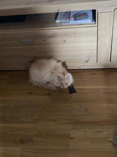 Ein verschmuste Maine Coon Katze sucht nettes zu Hause