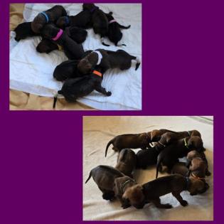 Rhodesian Ridgeback Welpen