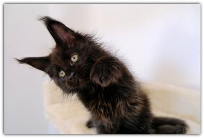 Mystisch und magisch - 2 Maine Coon Kitten black solid.