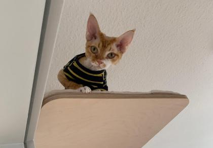 Devon Rex Kater Amour (10 Monate, kastriert) - verspielt und sehr liebevoll