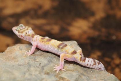 Leopardgecko Super Giant 0.1