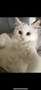 Deckkater TK Angora