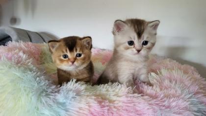 Bkh Kitten in seltener Farben.Stammbaum