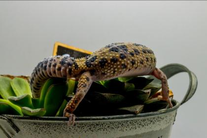 Leopardgecko 1.13.16