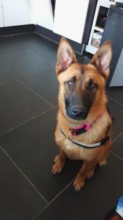 Deutscher Schäferhund/Malinois Hündin