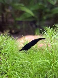 Neocaridina davidi Black Sakura  ( Süßwasser Garnelen  )