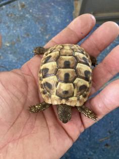 Nachzuchten 1 und 2 Jahre alt der griechischen Landschildkröte