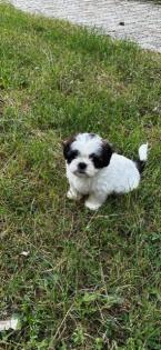 Shih Tzu Welpen zu verkaufen