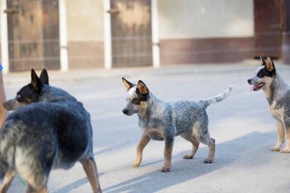 Australian Cattle Dog Rüde