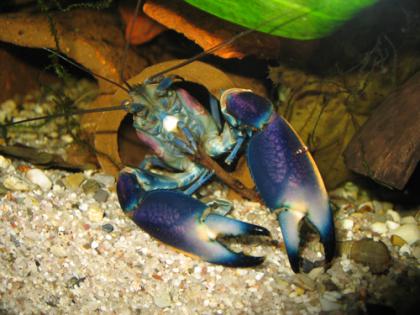 Sehr schöne Cherax Hoa Creek ( blau-rosa Krebse ) abzugeben