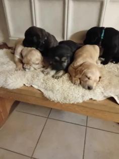 Labrador Mix Welpen