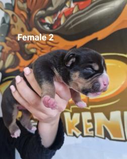 American Bully Welpen Standard / Classic