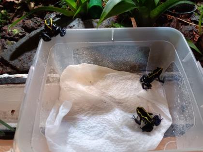 Dendrobates tinctorius nominat 0.3