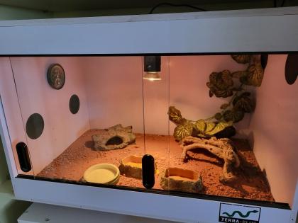 Zwergbartagamen (Adult) Pogona Henrylawsoni Pärchen mit Terrarium