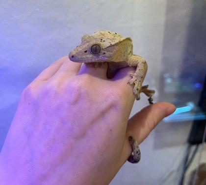 Crested Gecko Weibchen –  Dalmatiner-Morph