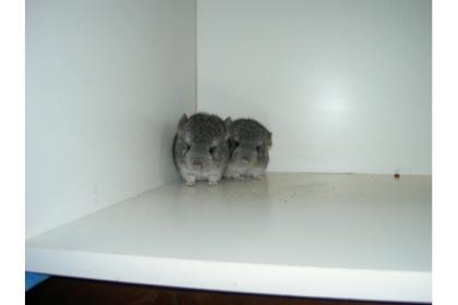 Chinchillas aus Hobbyzucht