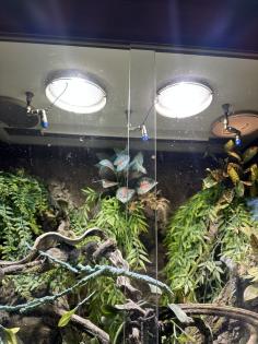Chamäleon mit Terrarium