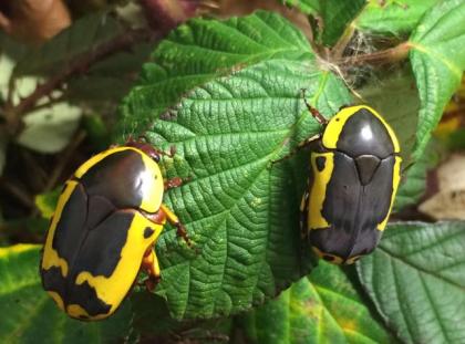 Pachnoda sinuata flaviventris - Rosenkäfer Südafrikanischer Fruchtkäfer