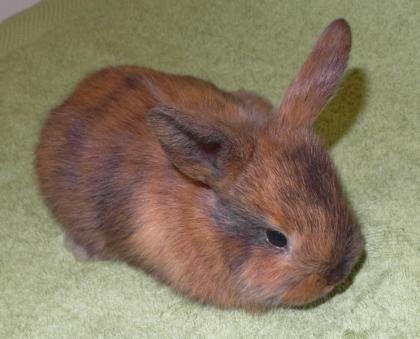 Niedliche junge Zwergkaninchen / Kaninchen  günstig abzugeben