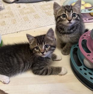 Süße verschmuste Britisch Kurzhaar, Britisch Langhaar und mix Kitten Katzenbabys