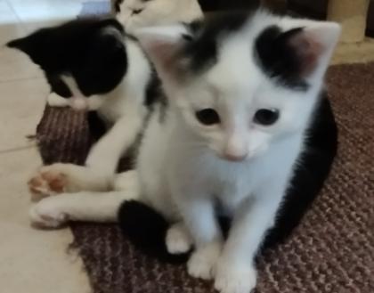 Katzenbabys schwarz-weiß zur baldigen Abgabe