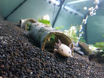 Aquarium komplett Set mit 2 Axolotl