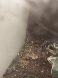 Nhandu Chromatus 0.1
