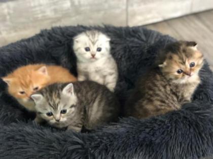 Zauberhafte British Kurzhaar BKH Kitten Scottish Fold Mix Kätzchen Katzenbabys B