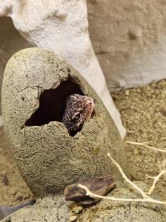 3 Leopardgeckos inkl Terrarium