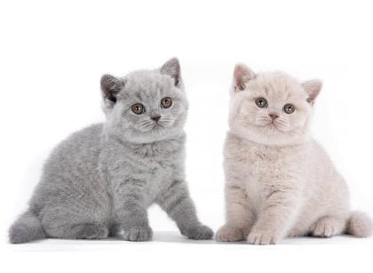 BKH kitten reinrassig, blue, Britisch Kurzhaar