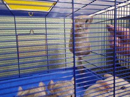 4 chinchilla Babys kleine graue bis hellgrau