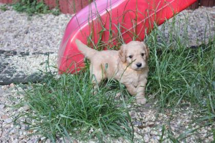 Goldendoodle MINI F1