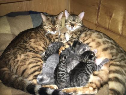 Bengal russisch blau Kitten