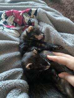 2 Frettchen 2,5 Jahre (kastriert)