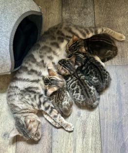Reinrassige Bengal Kitten mit TICA Stammbaum Brown Rosetted und Marbelt