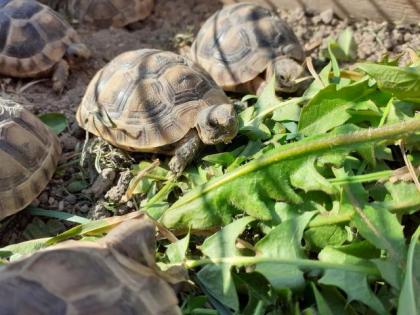 Ladschildkröten Babys  maurisch und breitrandschildkröten von 2024