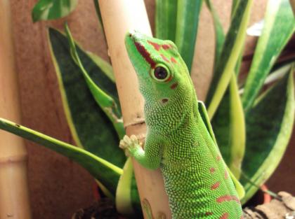 Taggeckos madagaskar