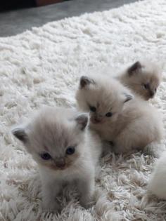 Reinrassige BKH kitten 