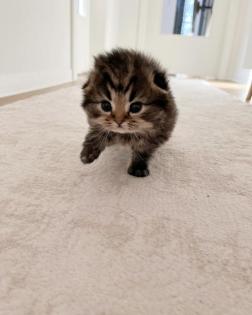 Scottish fold kitten und BKH kitten 