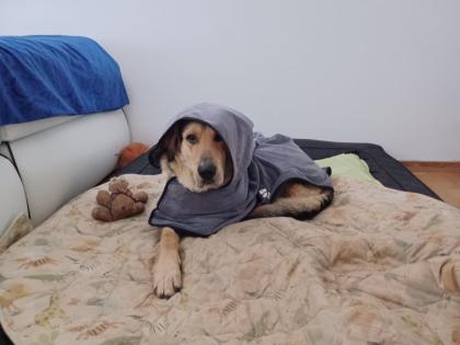 Valentino sucht neue, liebevolle- aber hundeerfahrene Menschen!
