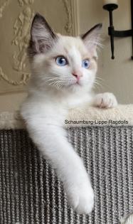 Ragdoll Kitten mit Stammbaum ! -Abgabebereit -