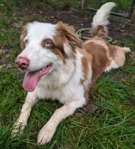 VAIANA -  weiblich  11 Monate  50 cm  24 kg  Australian Shepherd