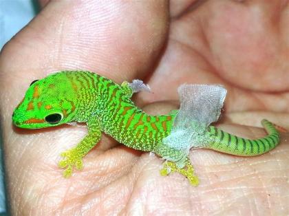 Phelsuma (madagascariensis) grandis, Jungtiere aus eigener Nachzucht