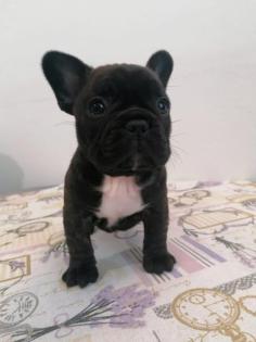 Französische Bulldogge Welpe 