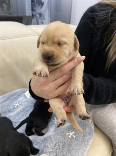 Labrador Welpen, reinrassig, Babylabradore