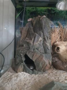 Terrarium mit 4 Leopardgeckos