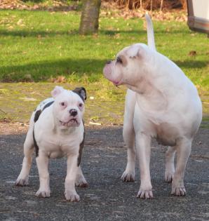 American Bulldog Welpe Weibchen